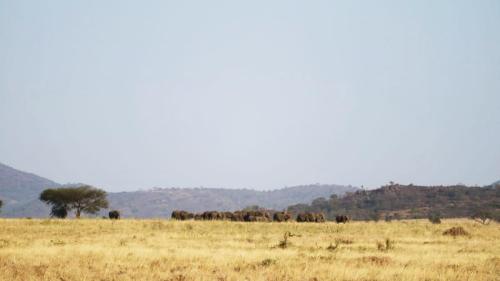 elephant herd