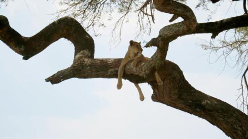 tree lion