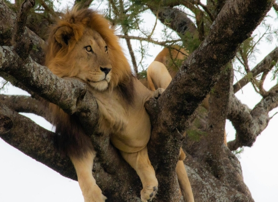 Climbing Lion