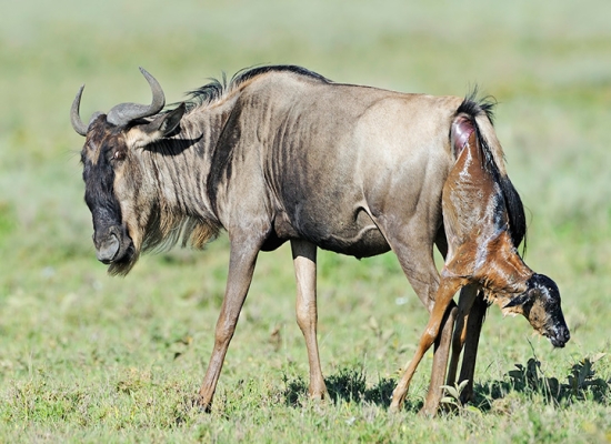 Ndutu-Calving Season