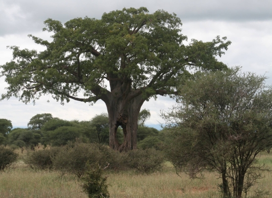 Tarangire_National Park Baobab Trees