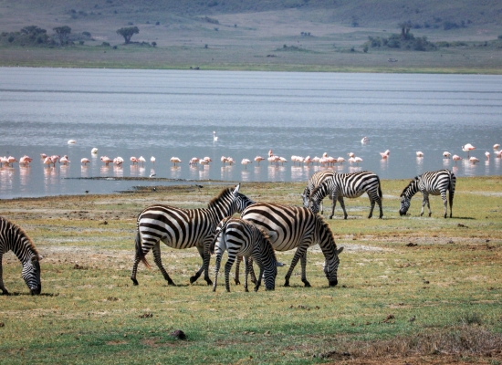 manyara